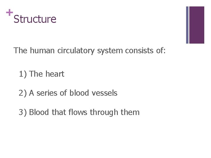 + Structure The human circulatory system consists of: 1) The heart 2) A series