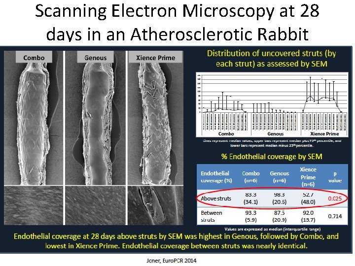 Scanning Electron Microscopy at 28 days in an Atherosclerotic Rabbit Model 