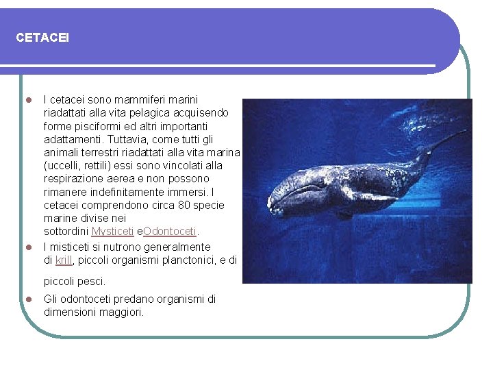 CETACEI l l I cetacei sono mammiferi marini riadattati alla vita pelagica acquisendo forme