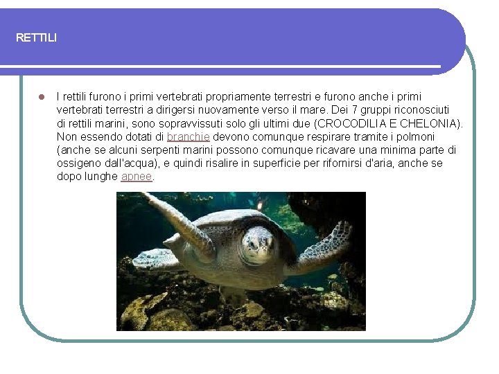 RETTILI l I rettili furono i primi vertebrati propriamente terrestri e furono anche i