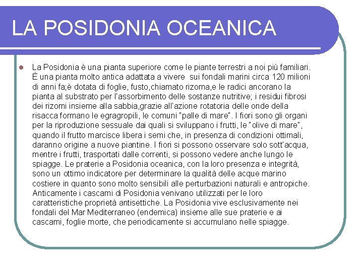 LA POSIDONIA OCEANICA l La Posidonia è una pianta superiore come le piante terrestri