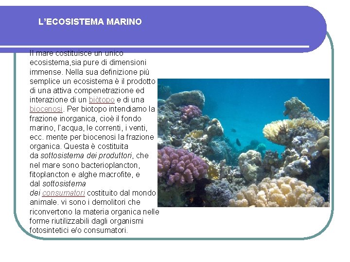 L’ECOSISTEMA MARINO Il mare costituisce un unico ecosistema, sia pure di dimensioni immense. Nella