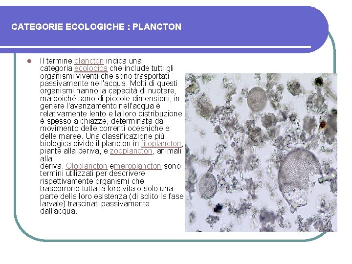 CATEGORIE ECOLOGICHE : PLANCTON l Il termine plancton indica una categoria ecologica che include