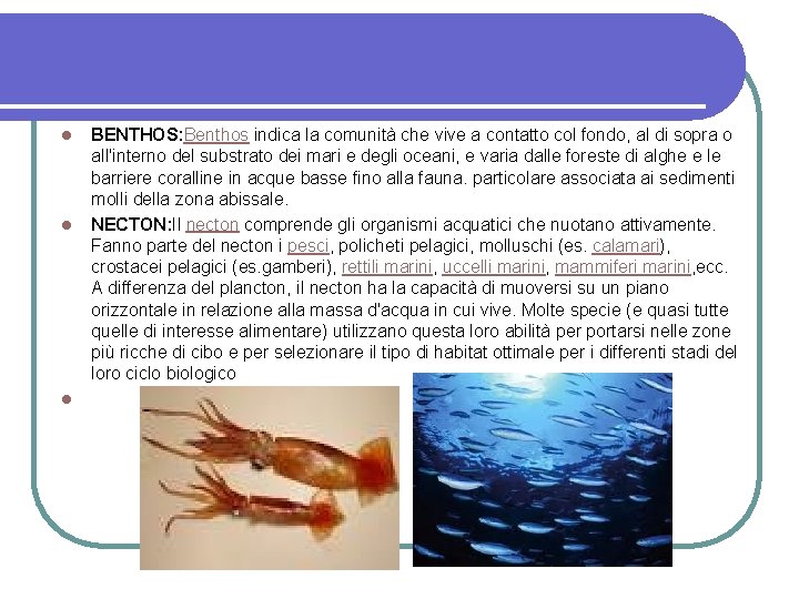 l l l BENTHOS: Benthos indica la comunità che vive a contatto col fondo,