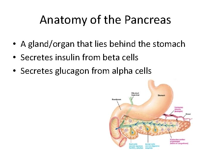 Anatomy of the Pancreas • A gland/organ that lies behind the stomach • Secretes