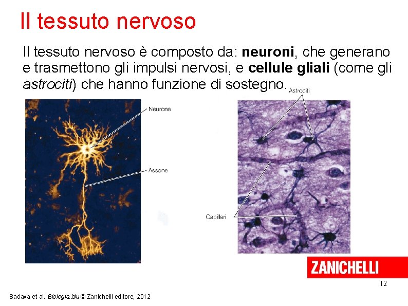 Il tessuto nervoso è composto da: neuroni, che generano e trasmettono gli impulsi nervosi,