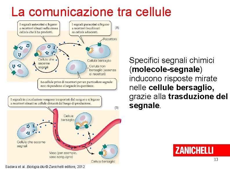 La comunicazione tra cellule Specifici segnali chimici (molecole-segnale) inducono risposte mirate nelle cellule bersaglio,