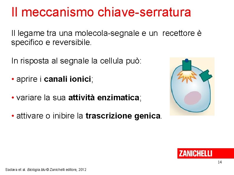 Il meccanismo chiave-serratura Il legame tra una molecola-segnale e un recettore è specifico e