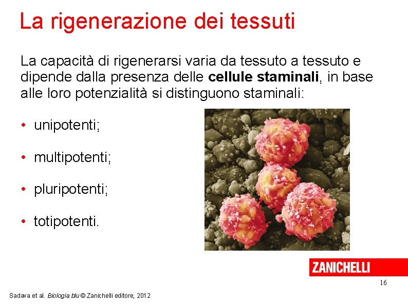 La rigenerazione dei tessuti La capacità di rigenerarsi varia da tessuto e dipende dalla