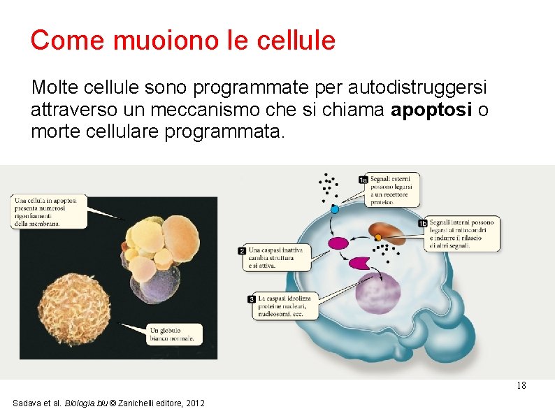 Come muoiono le cellule Molte cellule sono programmate per autodistruggersi attraverso un meccanismo che