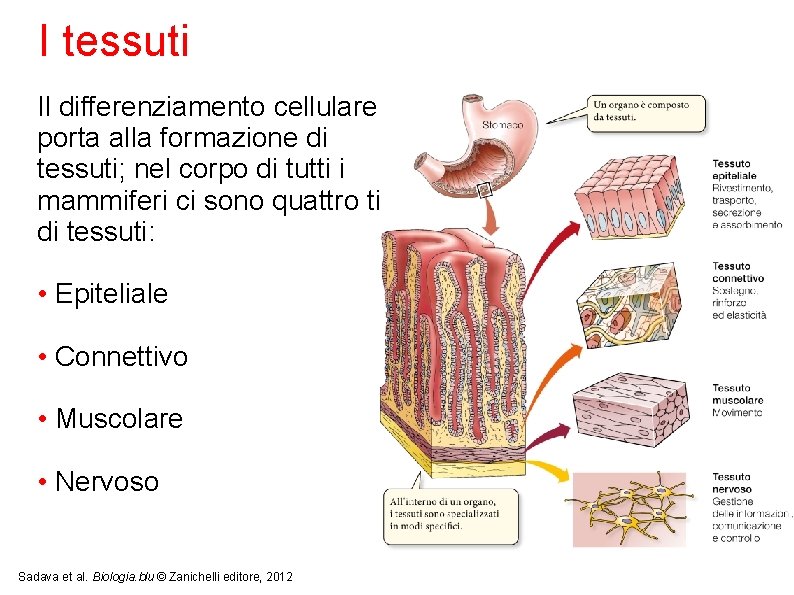 I tessuti Il differenziamento cellulare porta alla formazione di tessuti; nel corpo di tutti