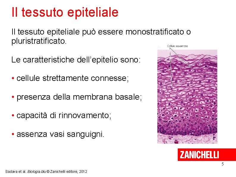 Il tessuto epiteliale può essere monostratificato o pluristratificato. Le caratteristiche dell’epitelio sono: • cellule