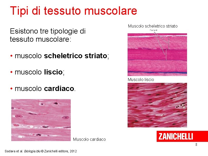 Tipi di tessuto muscolare Esistono tre tipologie di tessuto muscolare: Muscolo scheletrico striato •