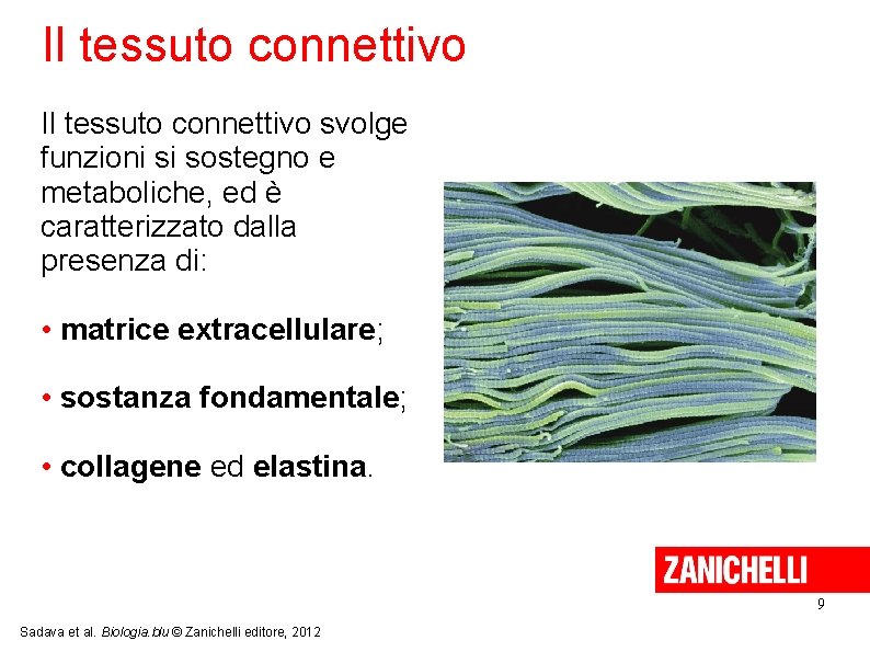 Il tessuto connettivo svolge funzioni si sostegno e metaboliche, ed è caratterizzato dalla presenza