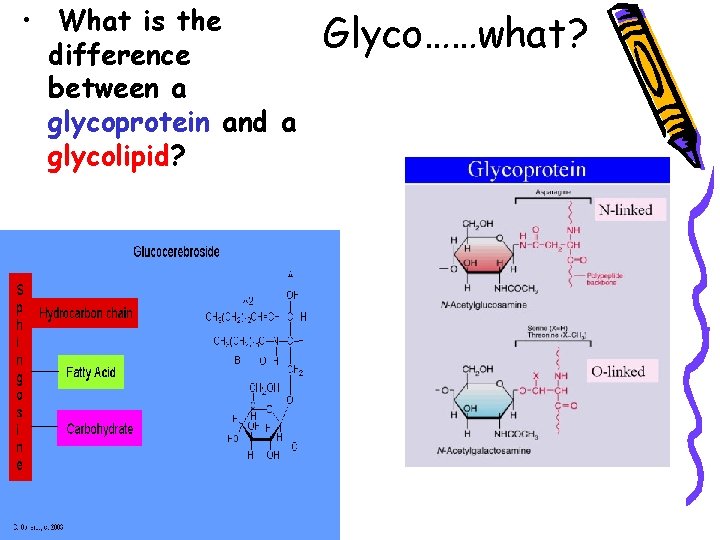  • What is the difference between a glycoprotein and a glycolipid? Glyco……what? 
