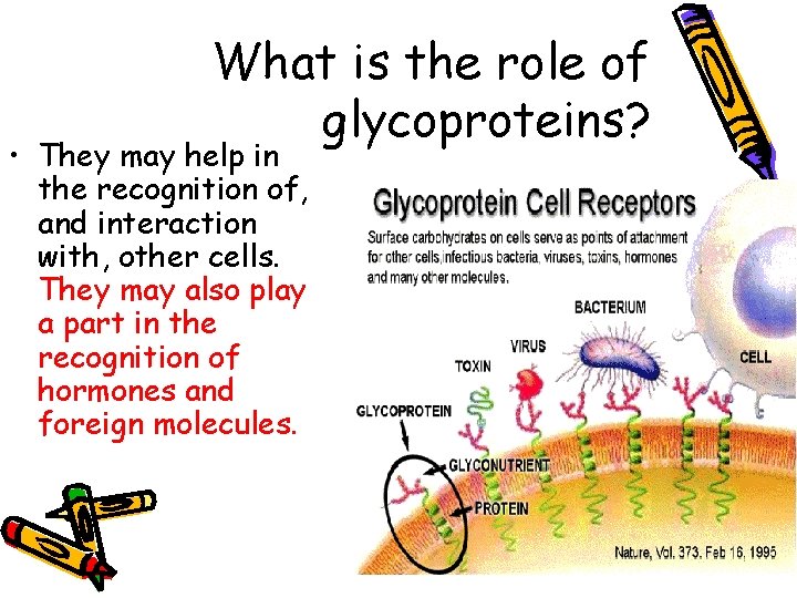 What is the role of glycoproteins? • They may help in the recognition of,