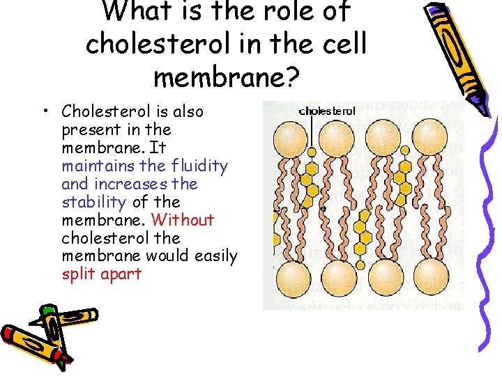 What is the role of cholesterol in the cell membrane? • Cholesterol is also