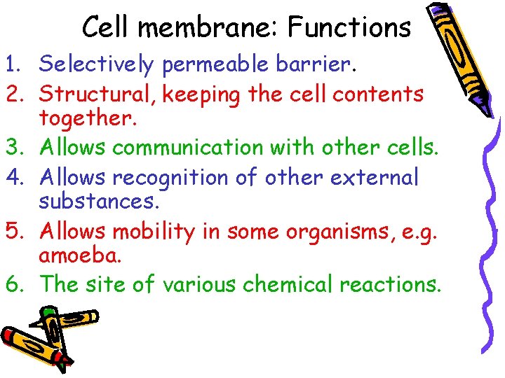 Cell membrane: Functions 1. Selectively permeable barrier. 2. Structural, keeping the cell contents together.