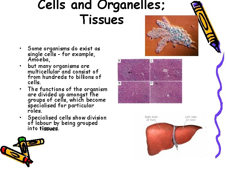 Cells and Organelles; Tissues • • Some organisms do exist as single cells -