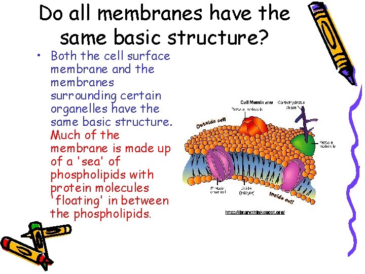 Do all membranes have the same basic structure? • Both the cell surface membrane
