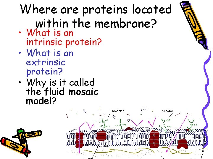 Where are proteins located within the membrane? • What is an intrinsic protein? •