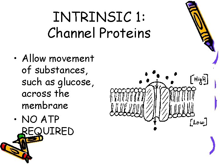 INTRINSIC 1: Channel Proteins • Allow movement of substances, such as glucose, across the