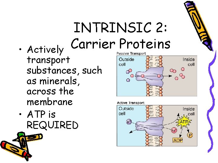 INTRINSIC 2: Carrier Proteins • Actively transport substances, such as minerals, across the membrane