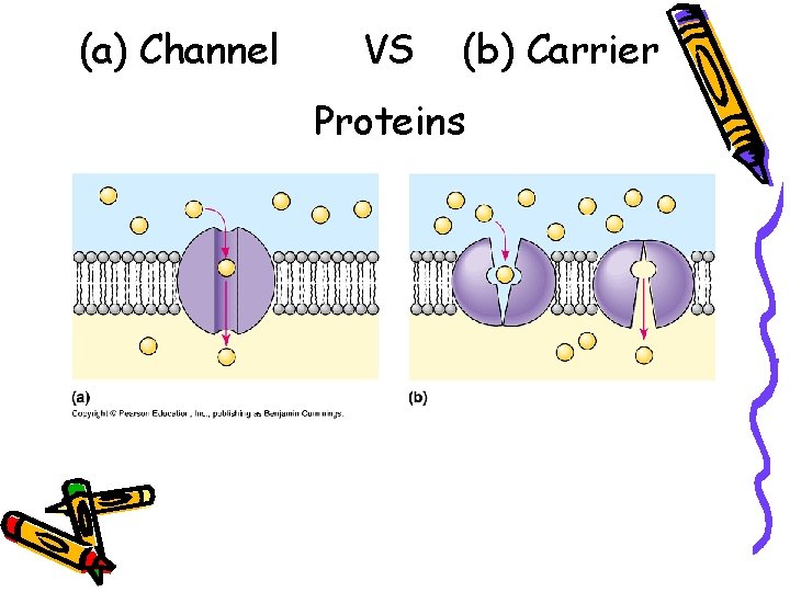 (a) Channel VS (b) Carrier Proteins 
