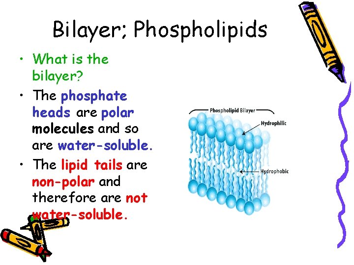 Bilayer; Phospholipids • What is the bilayer? • The phosphate heads are polar molecules