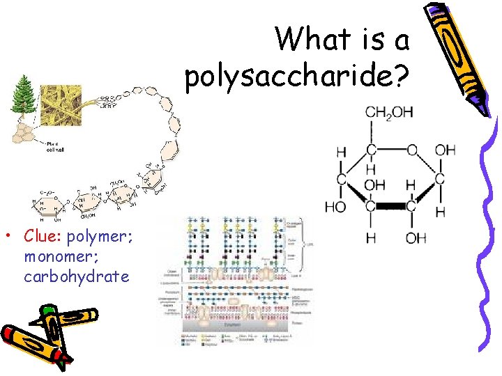 What is a polysaccharide? • Clue: polymer; monomer; carbohydrate 