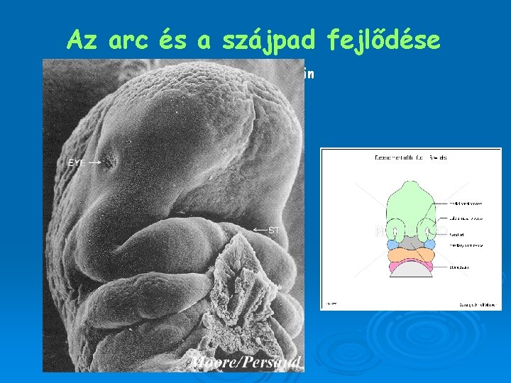 Az arc és a szájpad fejlődése Dr Gallatz Katalin 