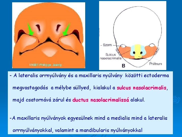 - A lateralis orrnyúlvány és a maxillaris nyúlvány közötti ectoderma megvastagodás a mélybe süllyed, - A lateralis orrnyúlvány és a maxillaris nyúlvány közötti ectoderma megvastagodás a mélybe süllyed,
