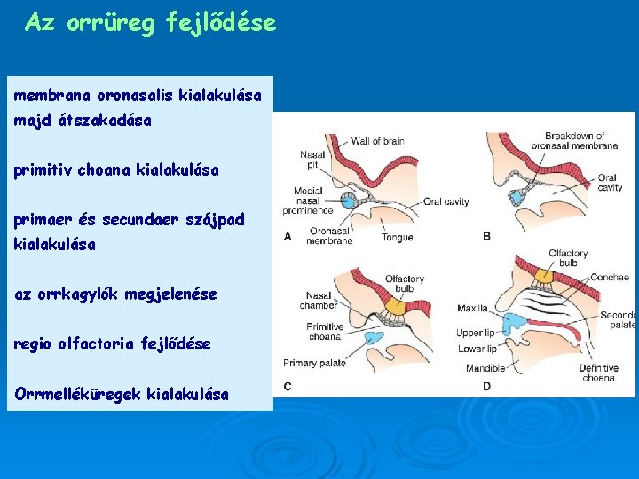Az orrüreg fejlődése membrana oronasalis kialakulása majd átszakadása primitiv choana kialakulása primaer és secundaer Az orrüreg fejlődése membrana oronasalis kialakulása majd átszakadása primitiv choana kialakulása primaer és secundaer