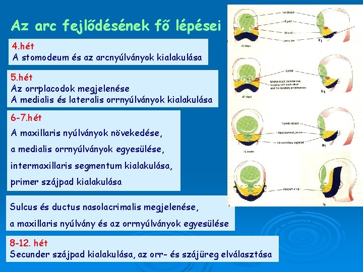 Az arc fejlődésének fő lépései 4. hét A stomodeum és az arcnyúlványok kialakulása 5.