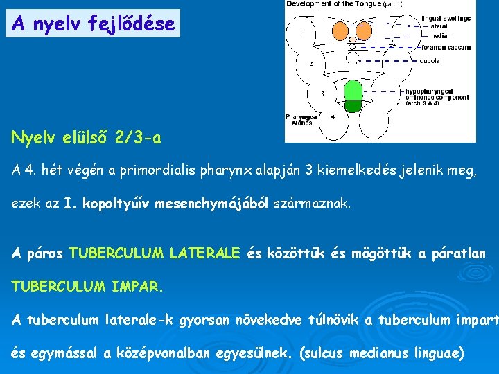 A nyelv fejlődése Nyelv elülső 2/3 -a A 4. hét végén a primordialis pharynx