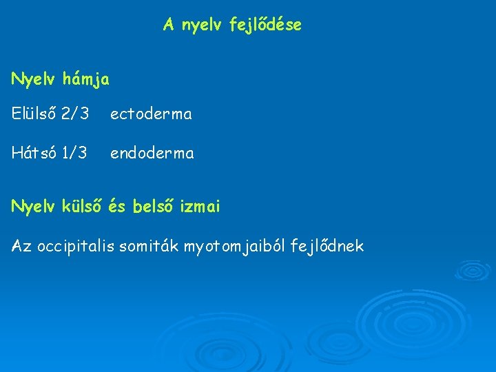 A nyelv fejlődése Nyelv hámja Elülső 2/3 ectoderma Hátsó 1/3 endoderma Nyelv külső és