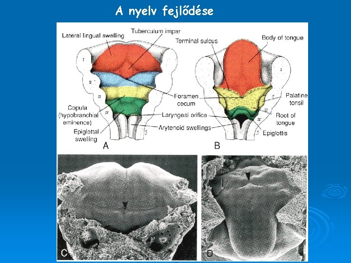 A nyelv fejlődése A nyelv fejlődése