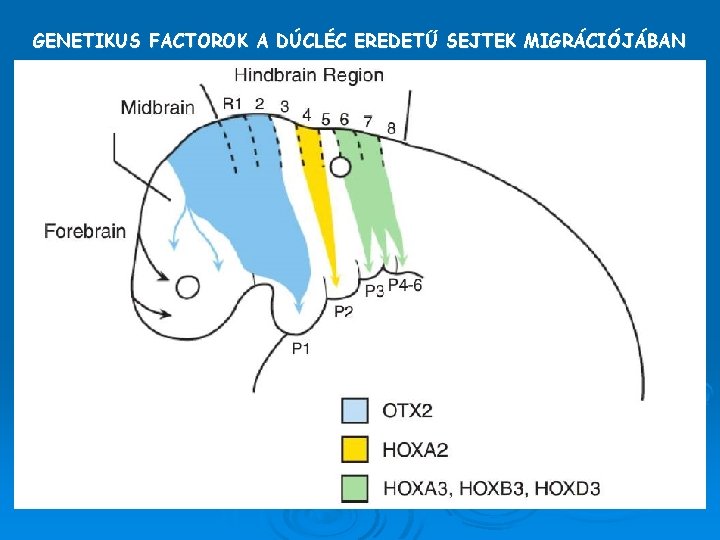 GENETIKUS FACTOROK A DÚCLÉC EREDETŰ SEJTEK MIGRÁCIÓJÁBAN 