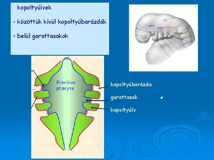 - kopoltyúívek - közöttük kívül kopoltyúbarázdák - belül garattasakok kopoltyúbarázda garattasak kopoltyúív 