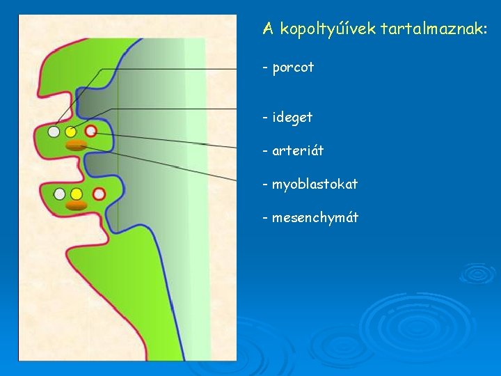 A kopoltyúívek tartalmaznak: - porcot - ideget - arteriát - myoblastokat - mesenchymát 