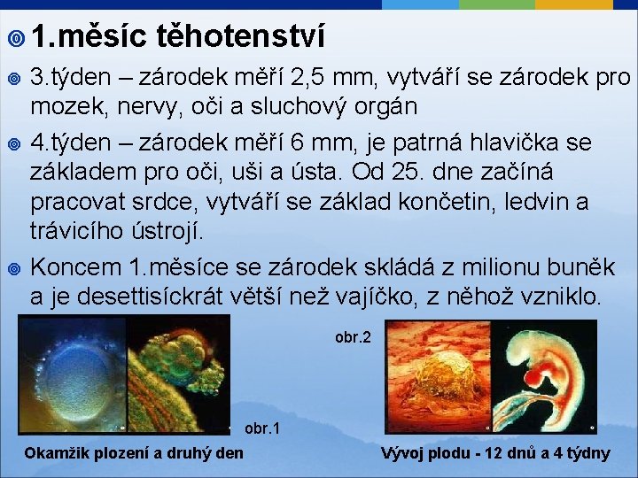 ¥ 1. měsíc ¥ ¥ ¥ těhotenství 3. týden – zárodek měří 2, 5