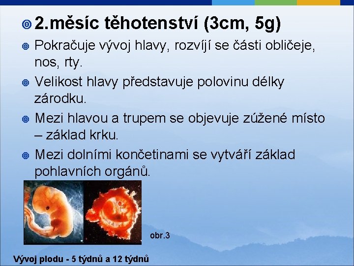 ¥ 2. měsíc ¥ ¥ těhotenství (3 cm, 5 g) Pokračuje vývoj hlavy, rozvíjí