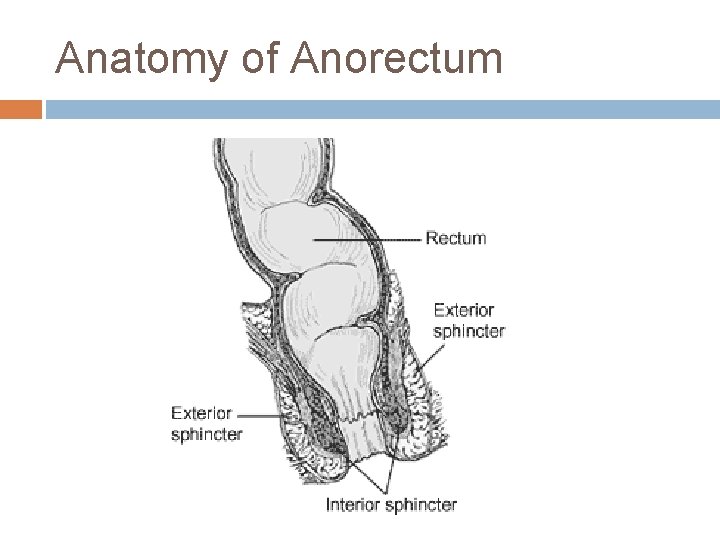 Anatomy of Anorectum 