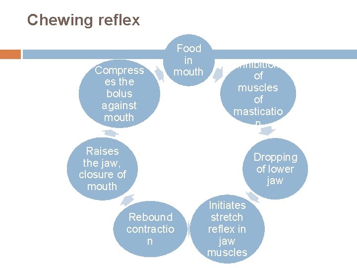 Chewing reflex Compress es the bolus against mouth Food in mouth Inhibition of muscles