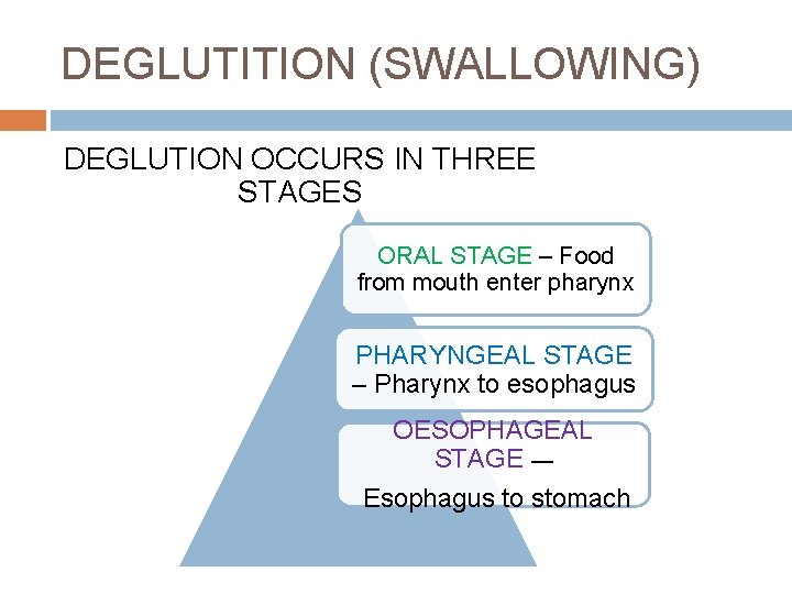 DEGLUTITION (SWALLOWING) DEGLUTION OCCURS IN THREE STAGES ORAL STAGE – Food from mouth enter