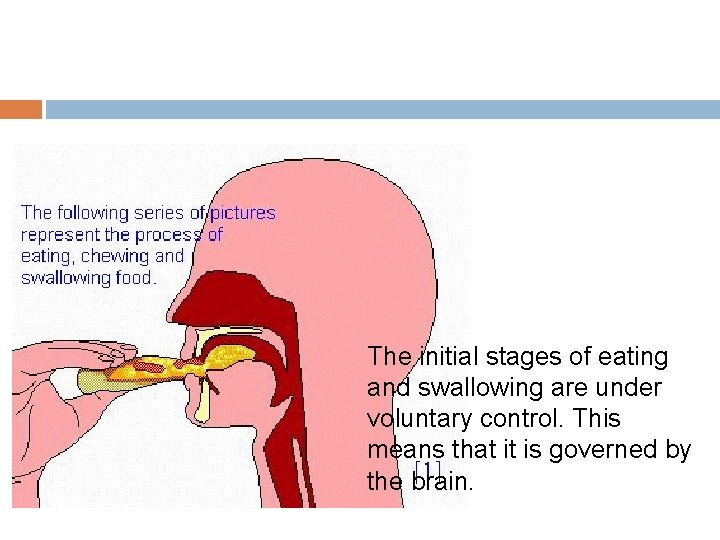 The initial stages of eating and swallowing are under voluntary control. This means that