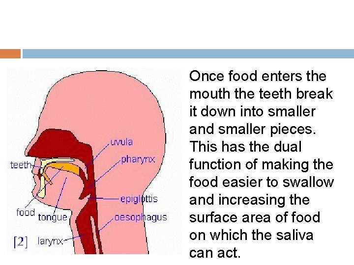 Once food enters the mouth the teeth break it down into smaller and smaller