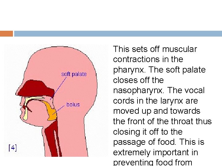 This sets off muscular contractions in the pharynx. The soft palate closes off the