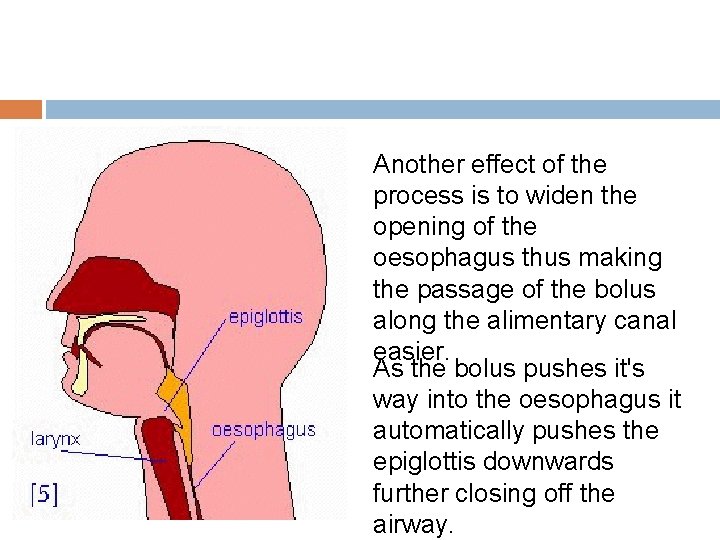 Another effect of the process is to widen the opening of the oesophagus thus