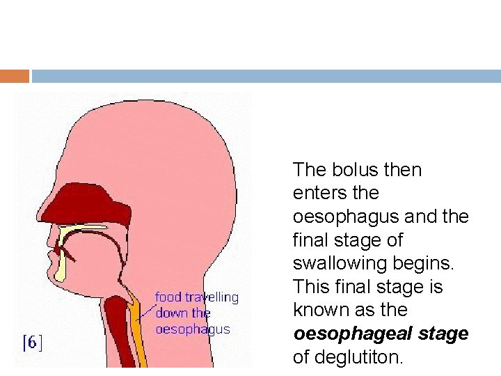 The bolus then enters the oesophagus and the final stage of swallowing begins. This